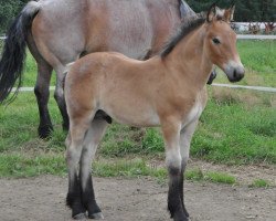 stallion Apollo (Rhenish-German Cold-Blood, 2013, from Antonio 2262)