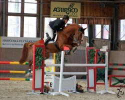 stallion Galandro (Czech Warmblood, 2007, from Guidam Sohn)