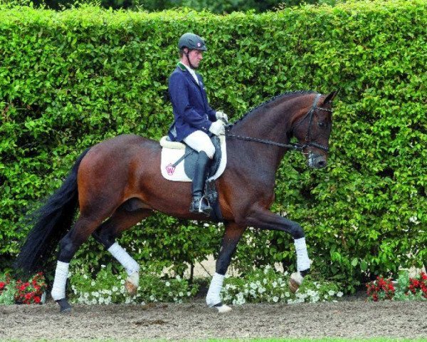 dressage horse Salvatore (Westphalian, 2009, from Sandro Hit)