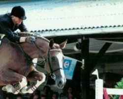 broodmare Magestueuse van de Begijnakker (Belgian Warmblood, 1989, from Skippy II)