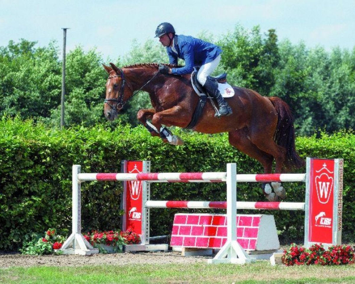 Springpferd Canberra 48 (Rheinländer, 2009, von Chris Grandios)