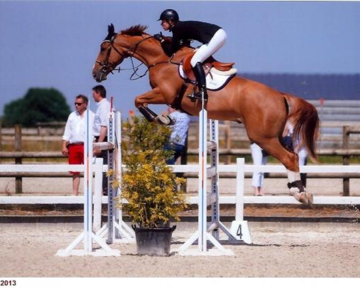 Springpferd Gigolo de Laubry (Belgisches Warmblut, 2006, von For Pleasure)