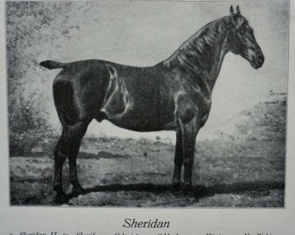 stallion Sheridan (Hanoverian, 1907, from Sheridan II)