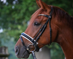 dressage horse Lagavulin E (Hanoverian, 2015, from Londontime)