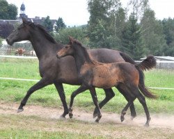 Springpferd Lulu 153 (Deutsches Sportpferd, 2013, von Lord Georg)