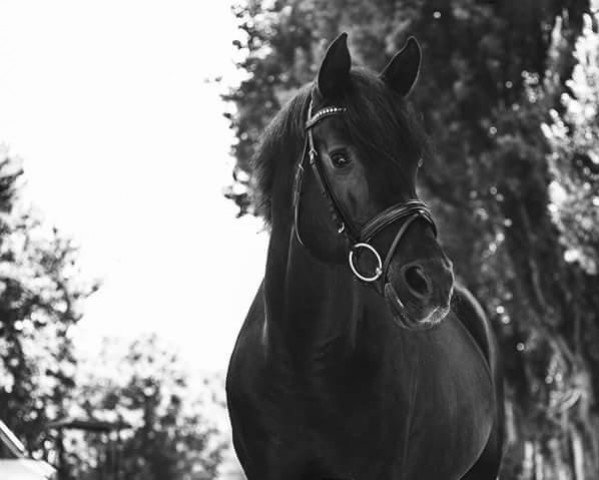 stallion The Black Highlight (German Riding Pony, 2001, from FS Golden Highlight)