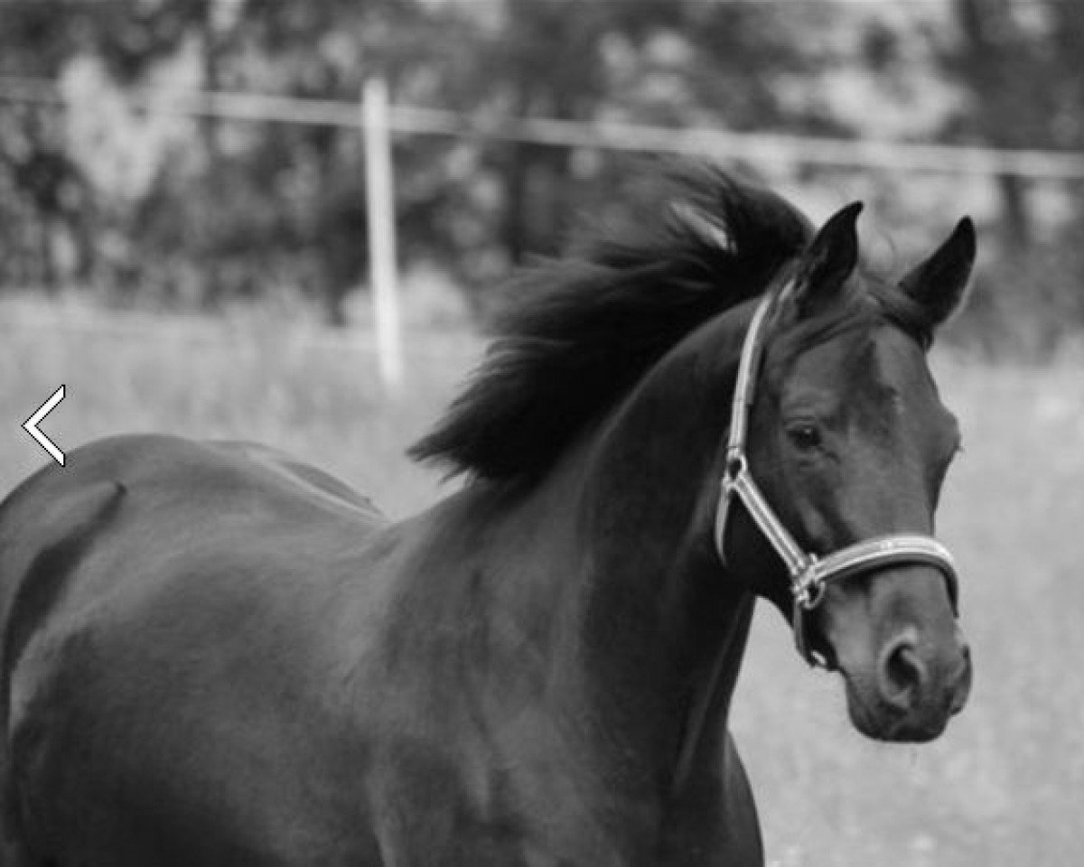 dressage horse Hidalgo El Rey (Hanoverian, 2006, from Hochadel)