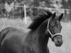 dressage horse Hidalgo El Rey (Hanoverian, 2006, from Hochadel)