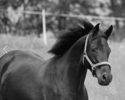 dressage horse Hidalgo El Rey (Hanoverian, 2006, from Hochadel)