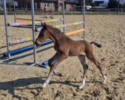 dressage horse E** (Hanoverian, 2022, from Escolar)