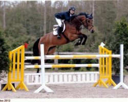 Springpferd Goldika de Laubry (Belgisches Warmblut, 2006, von Indorado)