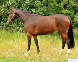 broodmare Galiana 2 (Trakehner, 2010, from Exclusiv)