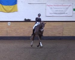 dressage horse Berlusconi 8 (Hanoverian, 2010, from Belissimo NRW)