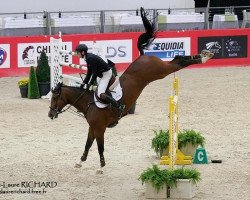 jumper Diamant de Laubry (Belgian Warmblood, 2003, from Virus de Laubry)