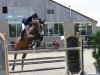 broodmare Geraldine de Laubry (Belgian Warmblood, 2006, from VDL Cardento 933)