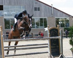 broodmare Geraldine de Laubry (Belgian Warmblood, 2006, from VDL Cardento 933)