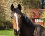 broodmare Sparta (Saxony-Anhaltiner, 2000, from Spirding)