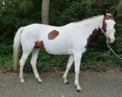 broodmare Amicelli (Pinto / Hunter, 2002, from Astek)