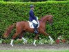 dressage horse Showtime Kr (Westphalian, 2010, from Sir Donnerhall I)