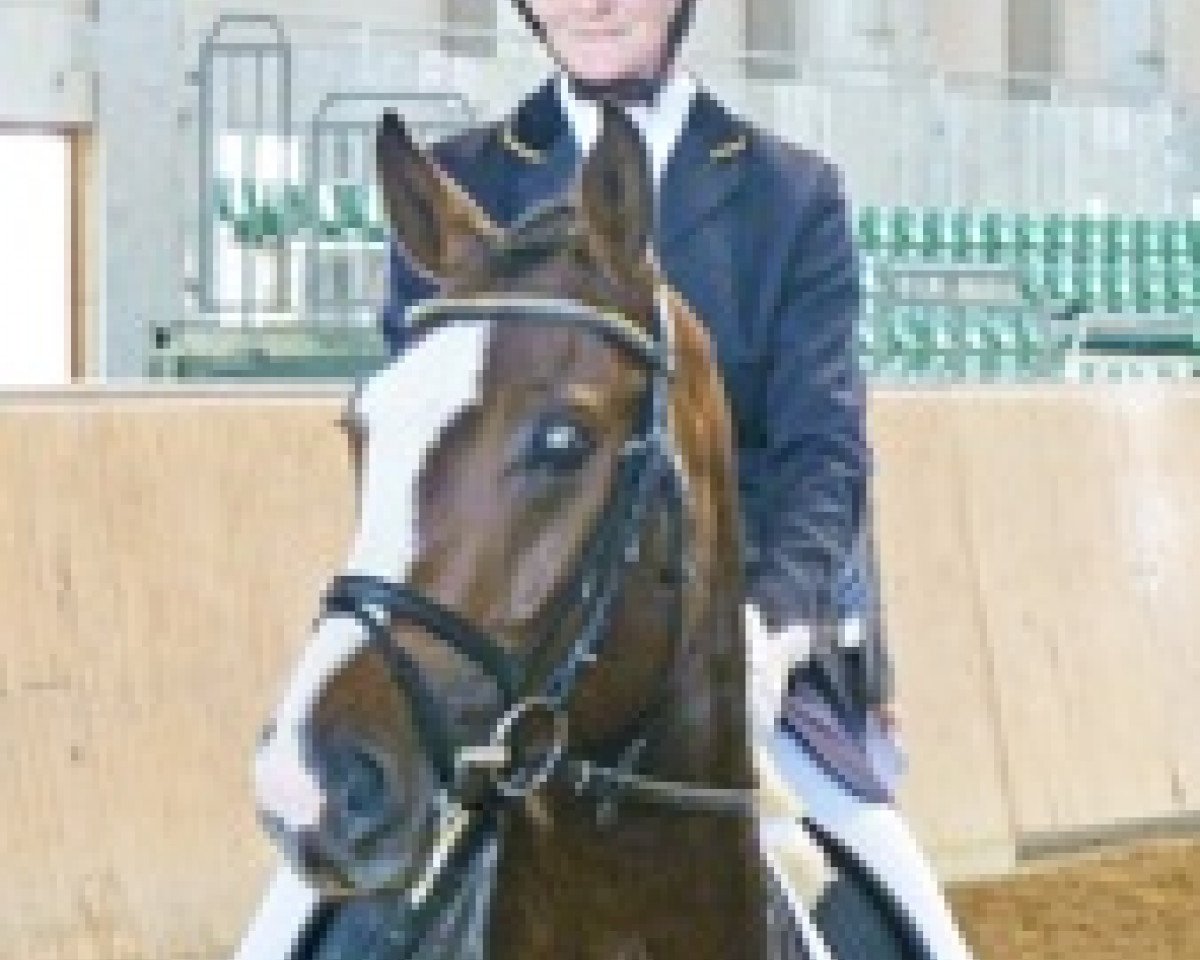 dressage horse DSP Dos Lados (German Sport Horse, 2008, from Don Diamond)