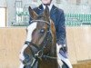 dressage horse DSP Dos Lados (German Sport Horse, 2008, from Don Diamond)