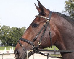 broodmare Barathea 2 (Oldenburg, 2004, from Abanos)