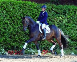 dressage horse Libori (Rhinelander, 2009, from Lord Loxley I)