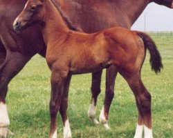 Pferd Cardigan 3 (Trakehner, 1998, von Suchard)