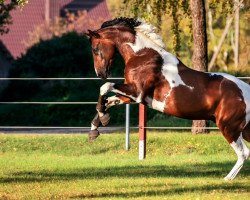 stallion Lilis (Trakehner, 2016, from Eruditas)