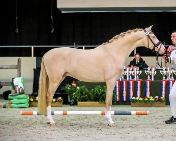 stallion Cream de Luxe DV (Nederlands Rijpaarden en Pony, 2019, from Cassanova du Bois)