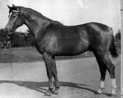 stallion Elektronas (Russian Trakehner, 1987, from Gret 4)