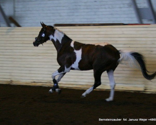 stallion Bernsteinzauber (Trakehner, 2006, from Esaul)