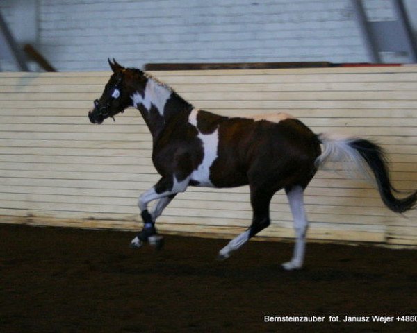 Deckhengst Bernsteinzauber (Trakehner, 2006, von Esaul)