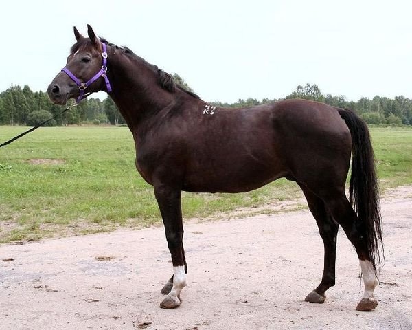 stallion Esaul (Trakehner, 1996, from Fort)