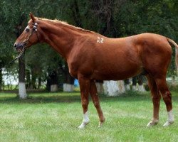 stallion Fort (Trakehner, 1986, from Fazon xx)