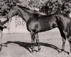 stallion Fazon xx (Thoroughbred, 1980, from Sakasnik xx)