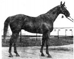 stallion Sakasnik xx (Thoroughbred, 1968, from Zadorny xx)