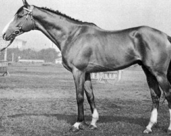 stallion Zadorny xx (Thoroughbred, 1955, from Douglas xx)