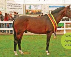 stallion Eruditas (Trakehner, 2001, from Viskis)