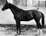 broodmare Virgale (Russian Trakehner, 1984, from Homeras)