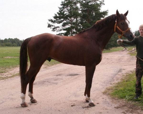 stallion Heleris (Trakehner, 1996, from Elektronas)