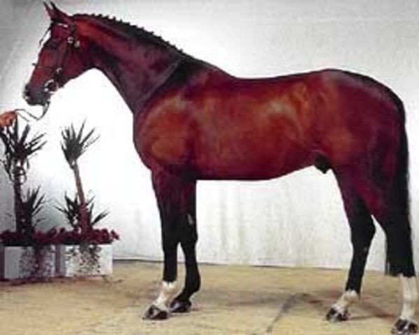 stallion Royal Blue (Oldenburg, 1985, from Ramiro Z)