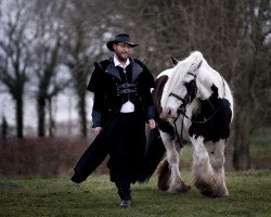 Dressurpferd Fat Boy (Tinker / Irish Cob / Gypsy Vanner, 2008)