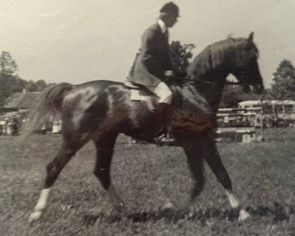 stallion Mustangs (Hanoverian, 1981, from Maratons)