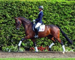 dressage horse Rock on Top (Westphalian, 2009, from Rock Forever NRW)