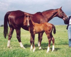 broodmare Corona xx (Thoroughbred, 1977, from Sigebert xx)