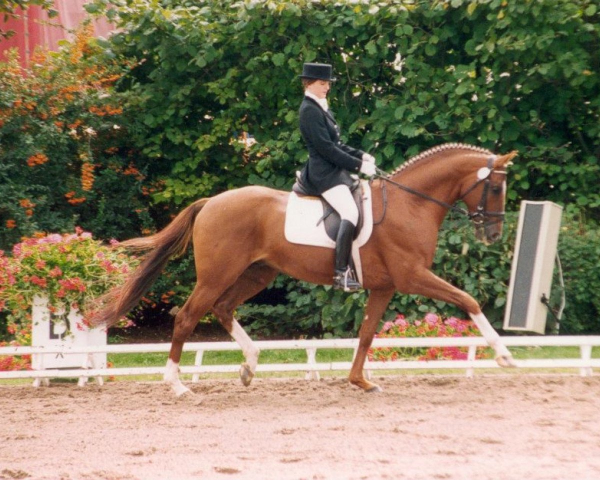 stallion Cupric xx (Thoroughbred, 1988, from Solo Dancer xx)