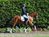 dressage horse Celina E (German Riding Pony, 2010, from NK Cyrill)