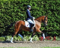 dressage horse Celina E (German Riding Pony, 2010, from NK Cyrill)