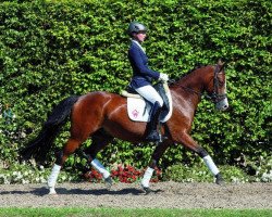 dressage horse Dr. Dorian (German Riding Pony, 2009, from FS Don't Worry)